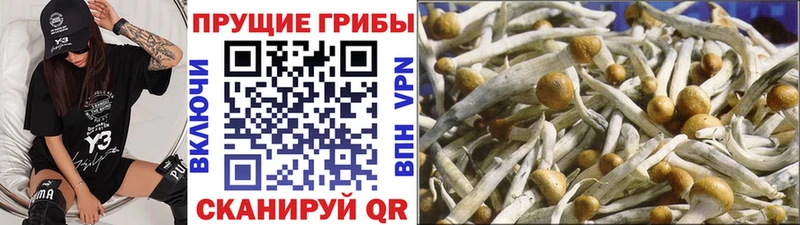 где можно купить наркотик  Поворино  Галлюциногенные грибы Cubensis 